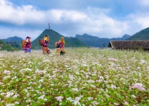 Hà Nội – Chùa Tam Chúc – Ninh Bình – Hạ Long 5N4Đ